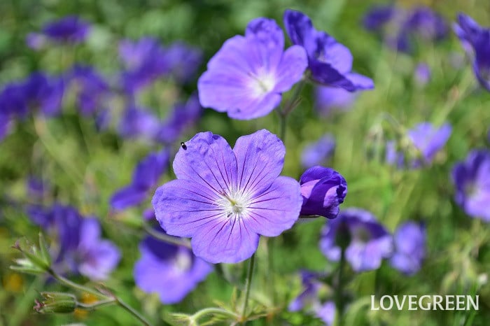 ゲラニウム・ロザンネイ2 ゲラニウム・ロザンネイ5