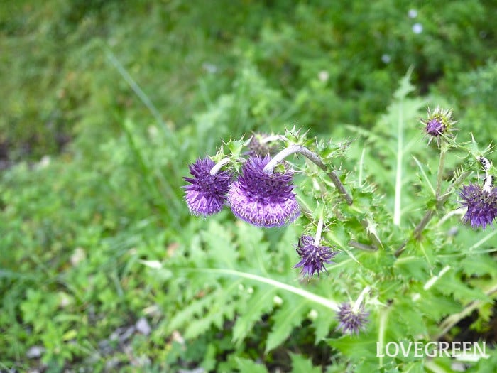 フジアザミ2小 フジアザミ