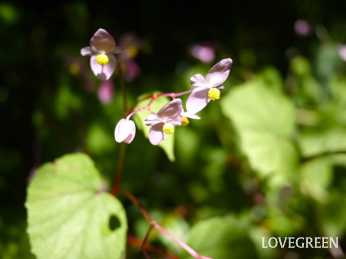 秋といえば｜季節の花