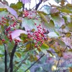10月の庭|秋に咲く花と実や紅葉が美しい庭木、秋の庭仕事