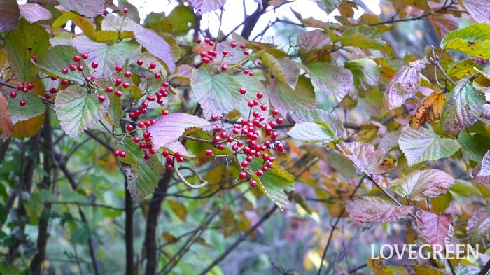 10月の庭|秋に咲く花と実や紅葉が美しい庭木、秋の庭仕事