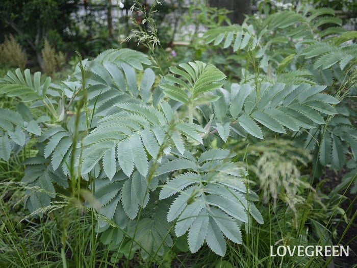 メリアンサス・マヨール小 メリアンサス・マヨール