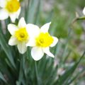 秋植え球根一覧｜おすすめや植えっぱなしで毎年咲く種類、時期と植え方