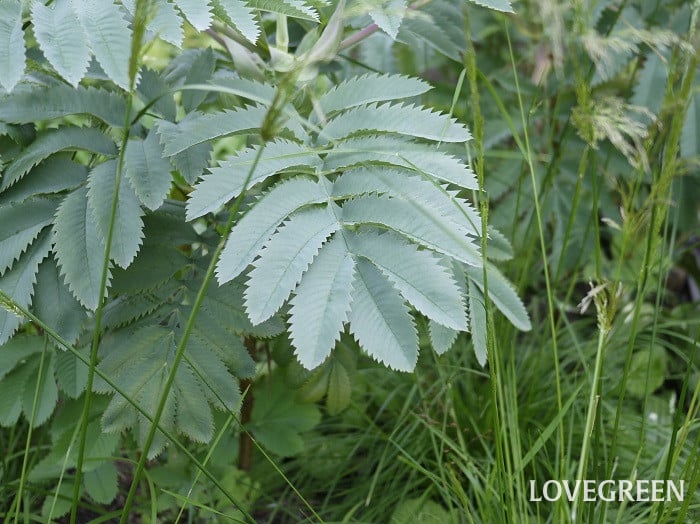 メリアンサス・マヨール2小 メリアンサス・マヨール