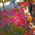 紅葉が美しい木|庭木におすすめの30種