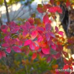紅葉が美しい木｜庭木におすすめの30種