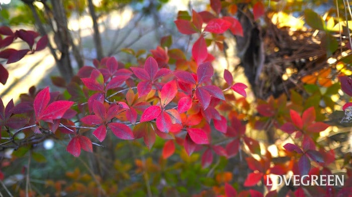 紅葉する木|庭木におすすめの葉や実の色が美しい木