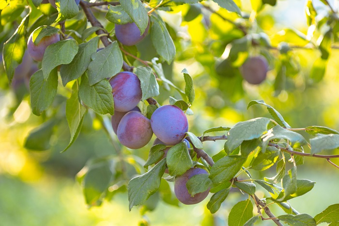 Adobe プルーン Adobe プルーン