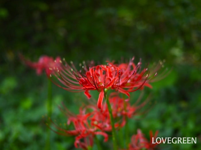 ヒガンバナ小 秋といえば