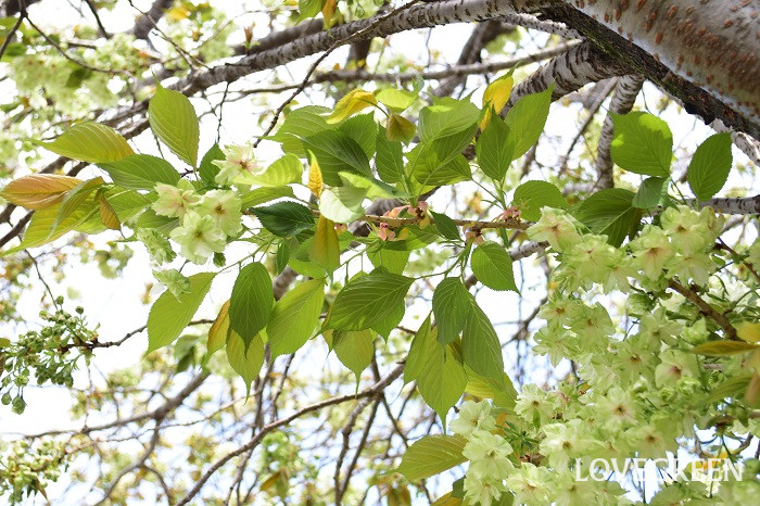 サクラ・御衣黄5 サクラ・御衣黄