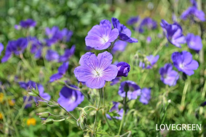 ゲラニウム・ロザンネイ3 ゲラニウム・ロザンネイ
