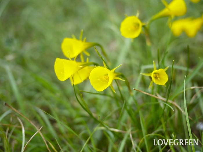スイセン・バルボコ小 スイセン