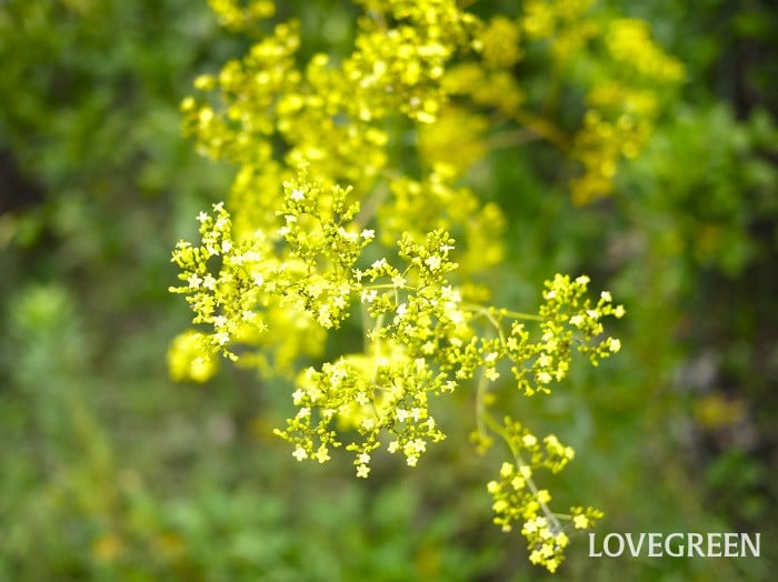 秋といえば｜季節の花