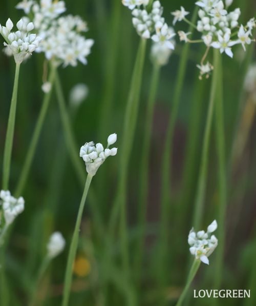 ニラ　花　蕾