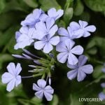 ルリマツリ プルンバゴ