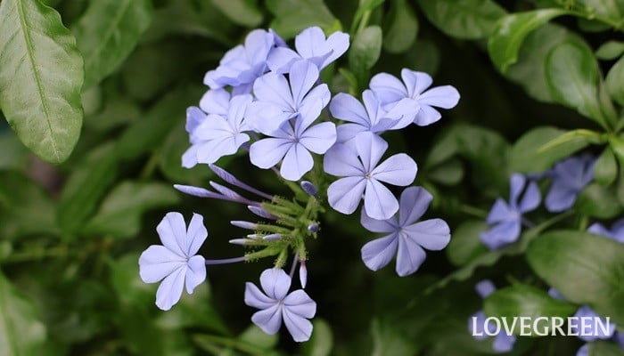 ルリマツリ プルンバゴ ルリマツリ プルンバゴ