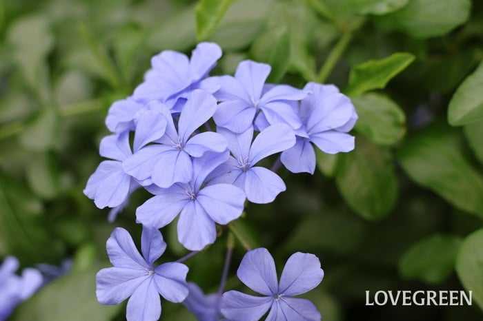 ルリマツリ プルンバゴ ルリマツリ プルンバゴ