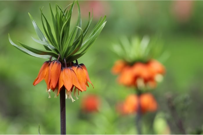 フリチラリアの花