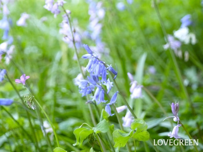 ヒヤシンソイデス小 ヒヤシンソイデス