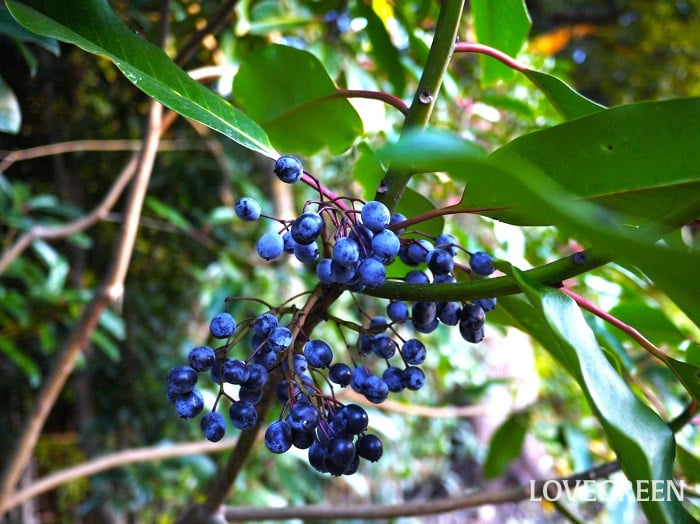 ユズリハ小 ユズリハ