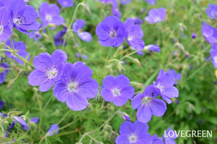 ゲラニウム・ロザンネイ5 ゲラニウム・ロザンネイ