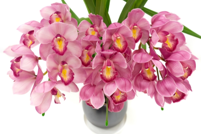 canva シンビジウム1 canva シンビジウム