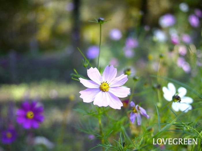 秋といえば｜季節の花