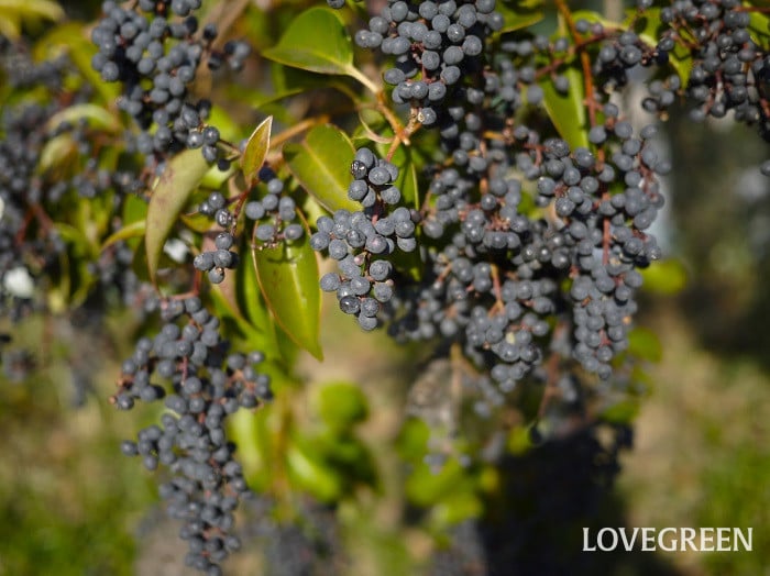ネズミモチ2小 ネズミモチ