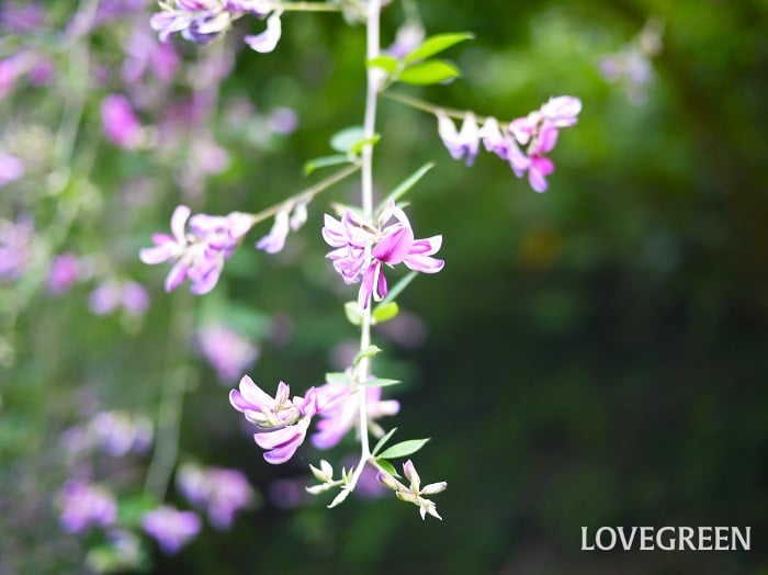 秋といえば｜季節の花