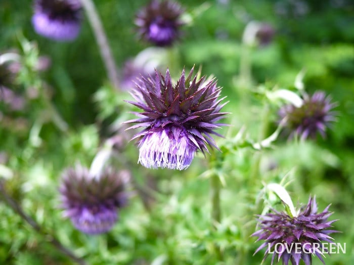 フジアザミ小 フジアザミ