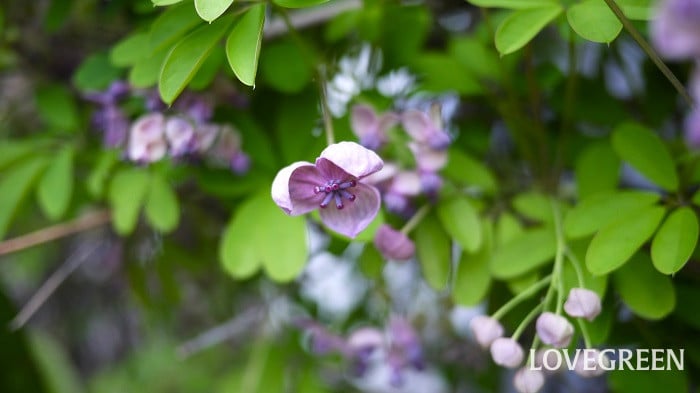 あけびってどんな果物?旬の季節、花や実の特徴、ムベとの見分け方 | LOVEGREEN(ラブグリーン)