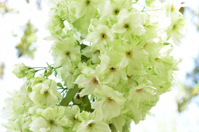 サクラ・御衣黄2 サクラ・御衣黄