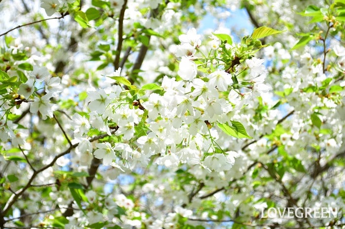 大島桜（オオシマザクラ）