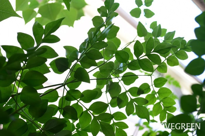 ジャスミンホワイトプリンセス ジャスミンホワイトプリンセス