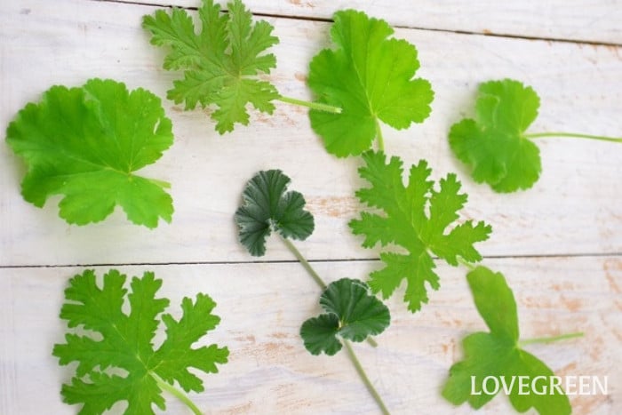 ハーブゼラニウム ハーブゼラニウム