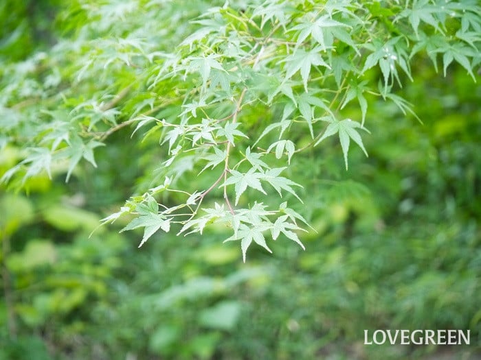 モミジ（紅葉）とカエデ（楓）の違い