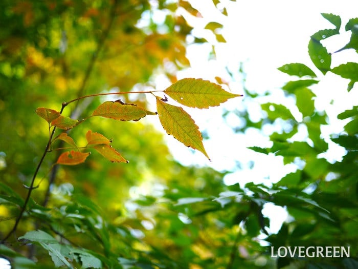 紅葉（こうよう）と紅葉（もみじ）の違い