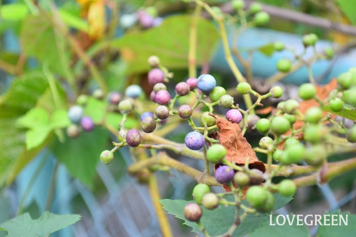 ノブドウ1 ノブドウ