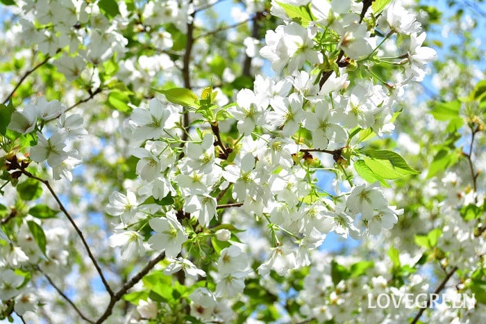 大島桜（オオシマザクラ）