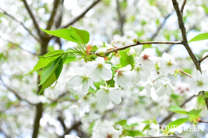 大島桜（オオシマザクラ）