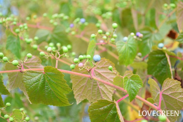 ノブドウ3 ノブドウ