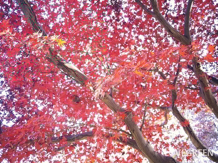 イロハモミジ小 イロハモミジ