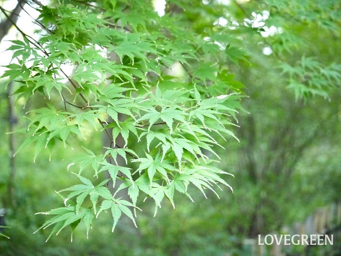 イロハモミジ小 イロハモミジ