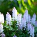 シンボルツリーの下草