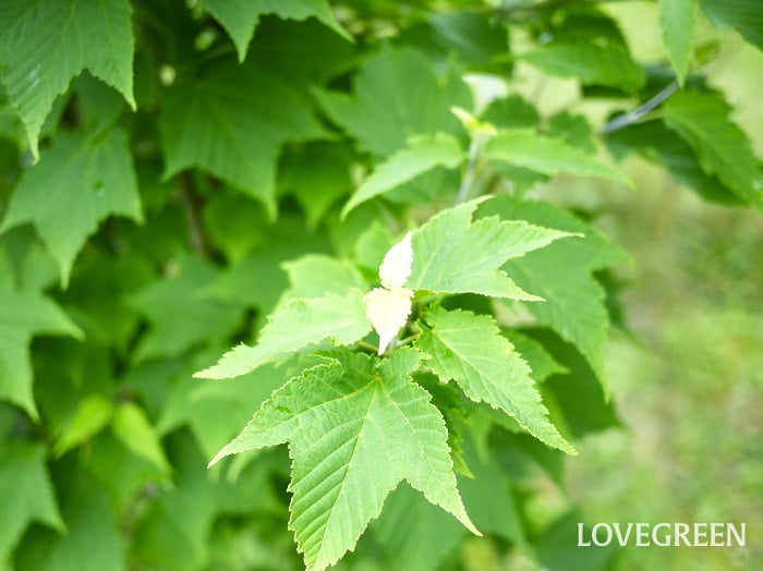 モミジとカエデの違い|種類や特徴 | LOVEGREEN(ラブグリーン)