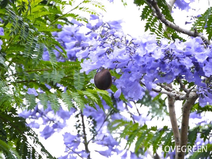 ジャカランダ実小 ジャカランダの実