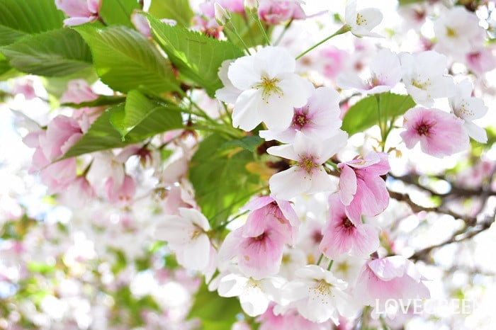 大島桜（オオシマザクラ）