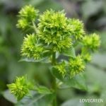 宿根フロックス グリーンレディ