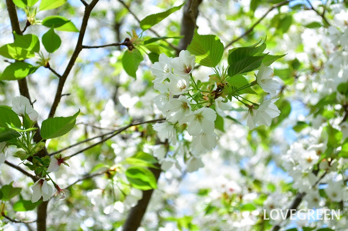 大島桜（オオシマザクラ）