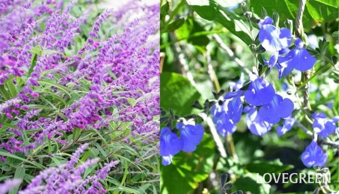 Today’s plants|秋に開花するサルビア2種